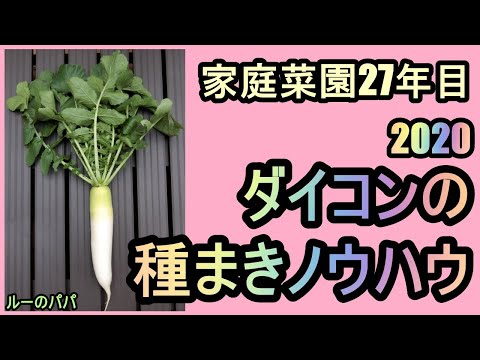 【大根の密植種まきノウハウ 2020】夫婦二人のダイコン作り 家庭菜園27年目 無農薬 半自給自足