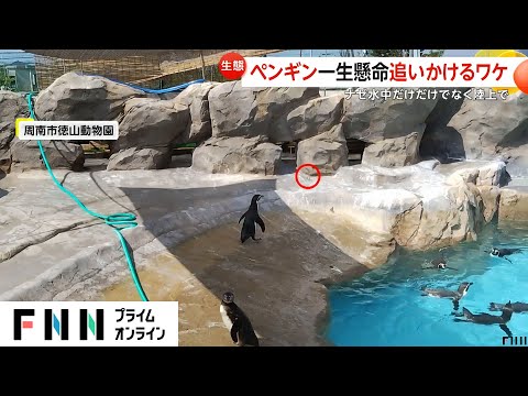 チョウを追いかけるペンギン動画が人気！魚のように目の前を素早く動く物に興味か　徳山動物園