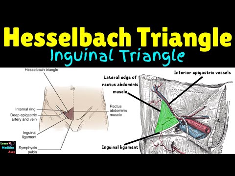 Hesselbach Triangle (Inguinal Triangle) – Location, Borders & Clinical Significance