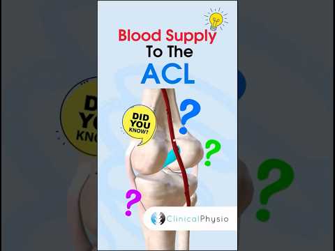 ACL Blood Supply #physiotherapy #physicaltherapy #acl #kneeinjury