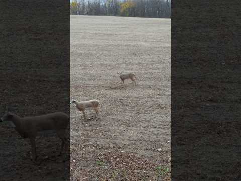 Young buck isn’t sure what to think of my decoy #whitetailbucks #deerhunting #bowhuntingwhitetails