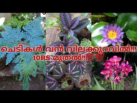 ചെടികൾ വൻ വിലക്കുറവിൽ!💯💥.offersale!!...10rs മുതൽ!!💯💯