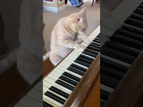 Cat Relaxation Music | Relaxing Music for Cats with Rain Sounds| Harp Cat Plays Piano #relaxingmusic