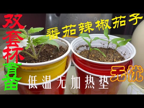 【渔耕笔记】种辣椒 番茄 茄子育苗 | 双套杯实现辣椒西红柿茄子低温环境正常发芽 免加热垫