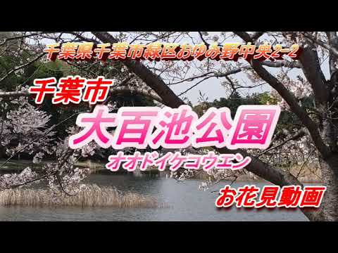 大百池公園　花見 桜　千葉県千葉市緑区　春