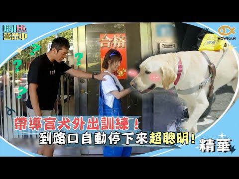 帶導盲犬外出訓練！見路口自動停下來超聰明　郭哥：兒子教六年都沒辦法XD｜嗨！營業中