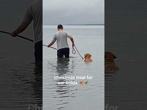 Swimming on Christmas Day 🐕‍🦺🐕‍🦺