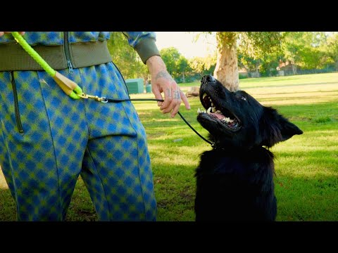 The Leash You Should Be Using On Your Dogs..