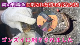 海の刺毒魚【ゴンズイ】に刺された時の対処法。実際に刺さってしまったので対処法をやってみたら効き目が凄かった