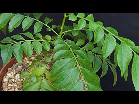 Curryplant./Curry leaves/care+transplant by sohaib faraz