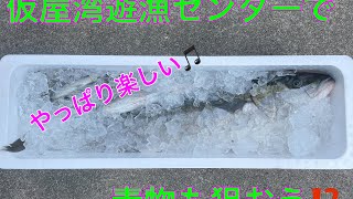 仮屋湾遊漁センターで青物も狙おう‼️ 後編