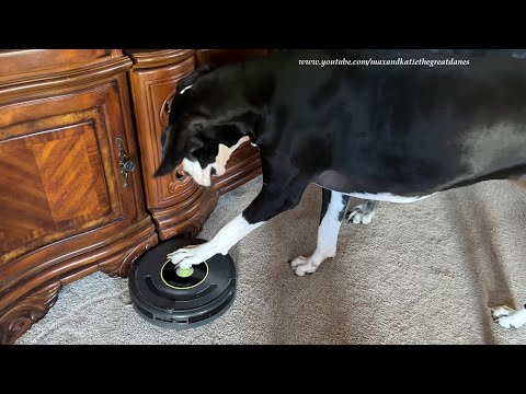 Funny Great Dane Loves To Turn Roomba Robot Vacuum On & Off & On & Off