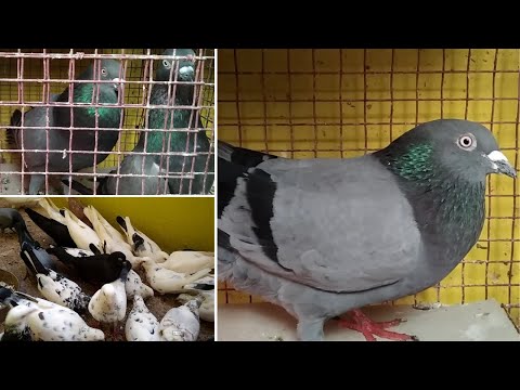 Bought a male pigeon for our single female pigeon | Updates in our loft in Tamil |  Pet Pigeon