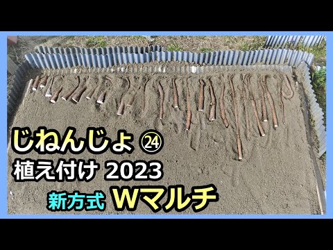 【楽々】自然薯ななめ栽培 ㉔新植え付けチャレンジ 2023春