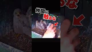 驚き方が可愛すぎるヒナたち #チョウゲンボウ #かわいい動物動画 #おもしろ動物動画