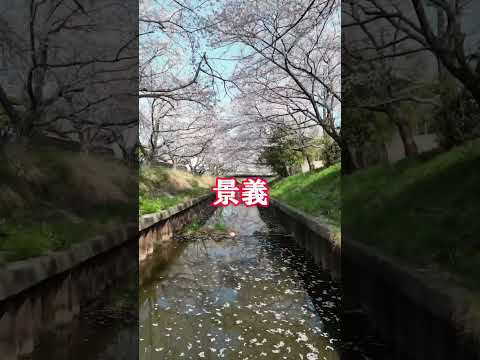 三重県四日市・鹿化川の千本桜🌸 #おすすめ #自然 #nature #shorts