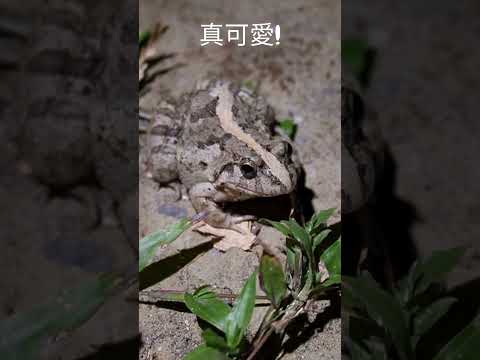 可愛的澤蛙! Cute Rice Field Frog! (By Sony ZV-E10) #herping #wildlife #nature