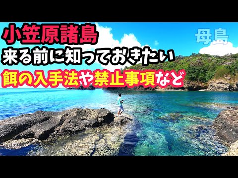 【母島釣り情報】餌釣りで魚釣り！餌の入手法や禁止事項【小笠原諸島】海釣りする前に知っておきたい現地情報 Sea fishing vol.4