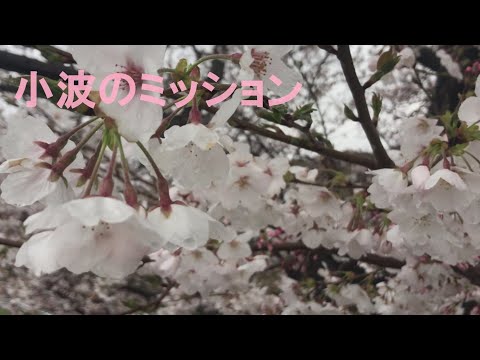 桜が咲いたよ！