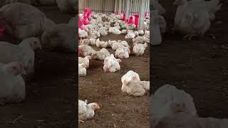 40 day in Poultry farming 🐔🐔 #chicken #poultrylife #trending #poultrylove #farming #farm #birds #