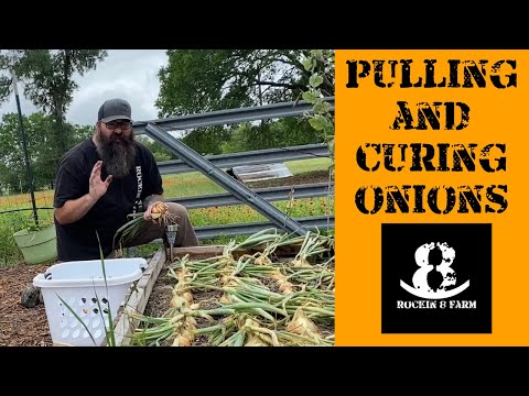 Onion Harvest Part 2 | Central Texas Garden