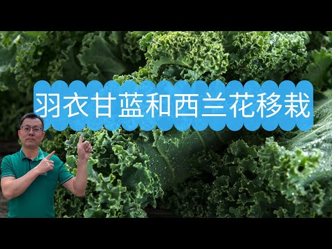 羽衣甘蓝和西兰花移栽：如何使用粪肥做底肥，如何使用有机缓释肥做底肥，清晰实际演示！