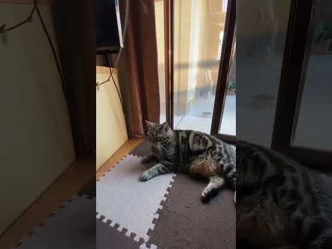 フィーバーし過ぎて爪を引っ掛けるの巻#ねこのいる暮らし #ねこ動画 #cat #ねこ好き #memes