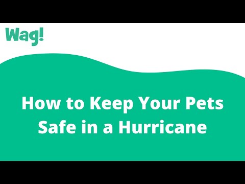 How to Keep Your Pets Safe in a Hurricane | Wag!