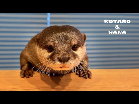 Otter Making the Cutest Eating Sounds in the World