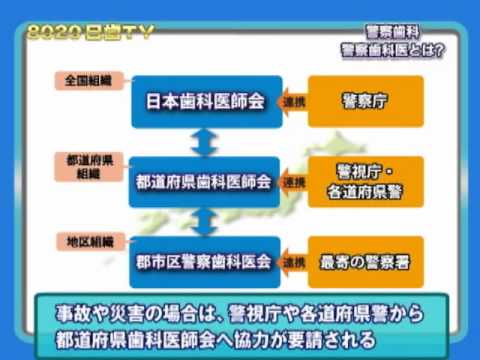 8020日歯TV　警察歯科医＜１＞警察歯科医とは？