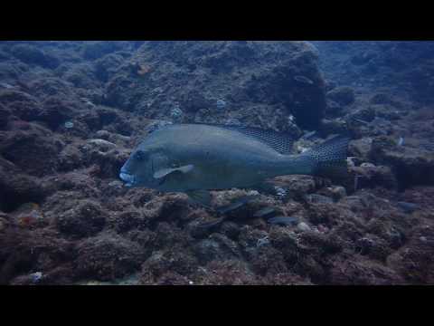 2017.8.15 土肥リフレッシュダイブツアー【海の境界ツアー報告】