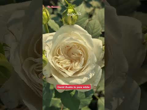 #CapCut #davidaustinroses #Morning #white  #whiteflowers #dhakarachi  #bahriatown