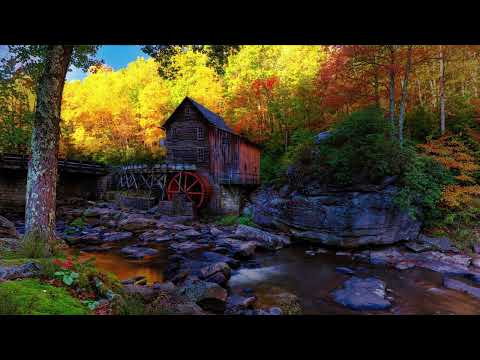 Relaxing Music , Landscape Of The Forest Of Dreams And Birds Chirping ( Padurea Viselor 1 Hour)❤️