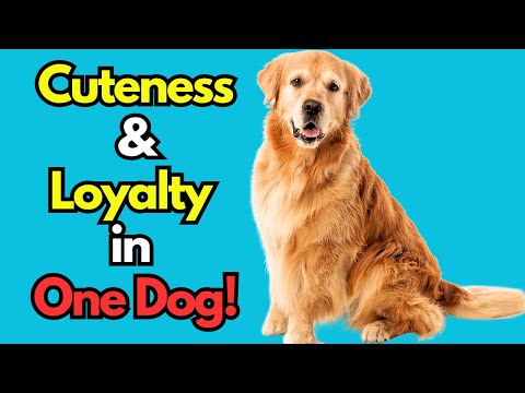 Golden Mountain Dog: The combination of Cuteness & Loyalty