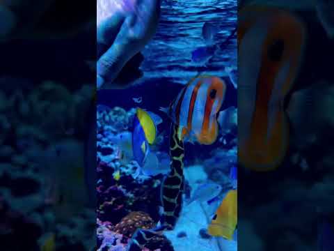 #shorts #feeding #reef #fishfeeding #marine #marinefish