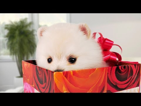 Puppy Surprise Reactions - Tears of Joy Compilation NEW