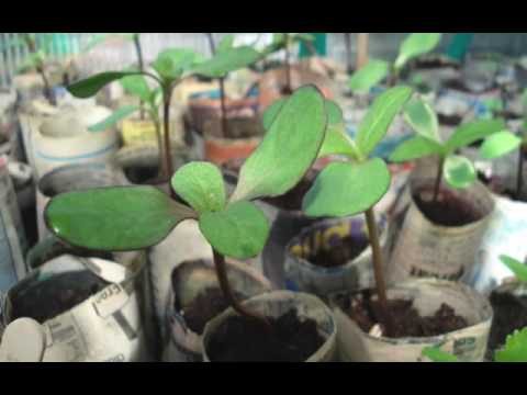 inside the greenhouse 22 04 09