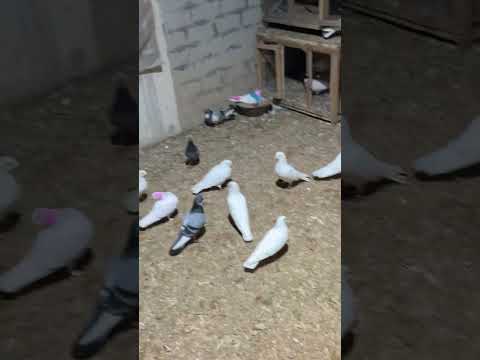 just feel the sound upcoming in last pigeons lover #pigeon #followthatbird #prettybird  #kbutar