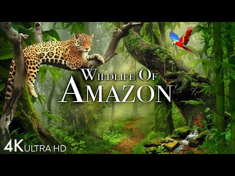 Amazon's Untamed Beauty: Stunning Animal Footage Revealed | Rainforest Reels | Film