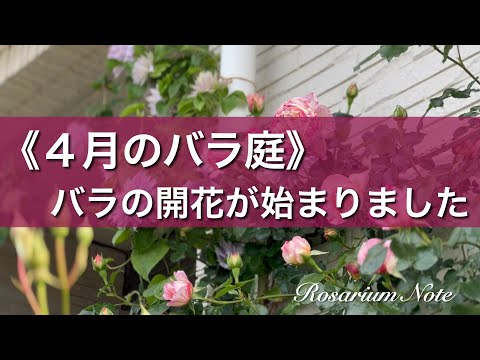 《４月のバラ庭》バラの開花が始まりました