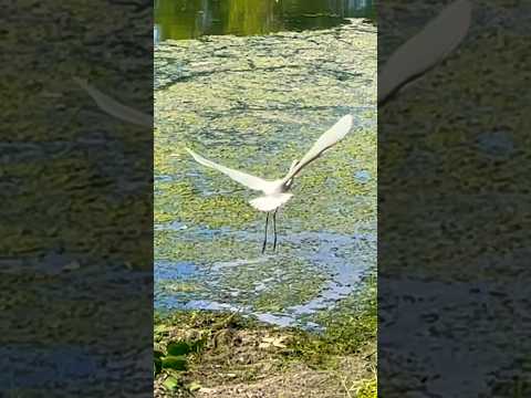 Great Egret Flying in the Lake | Horizons_視野 | great white heron | wildlife | animals | egret