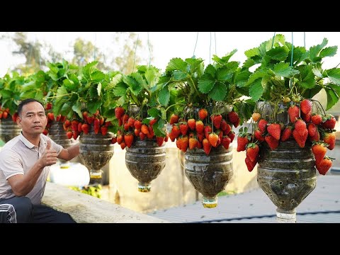 STRAWBERRIES IN PLASTIC BOTTLES WHAT HAPPENED NEXT IS CRAZY!