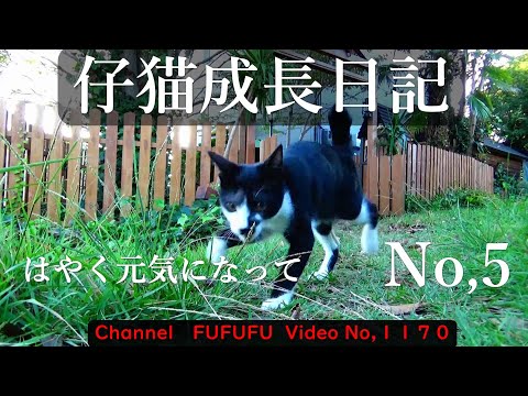 仔猫成長日記　NO,5