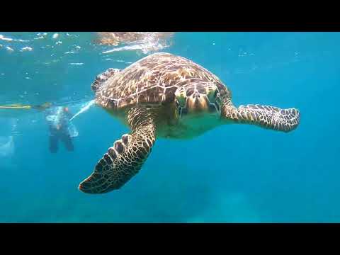 海がめと遊ぶ！石垣島大崎海岸タチイ浜