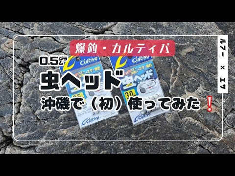 爆釣・カルティバ【虫ヘッド】沖磯で使ってみた❕