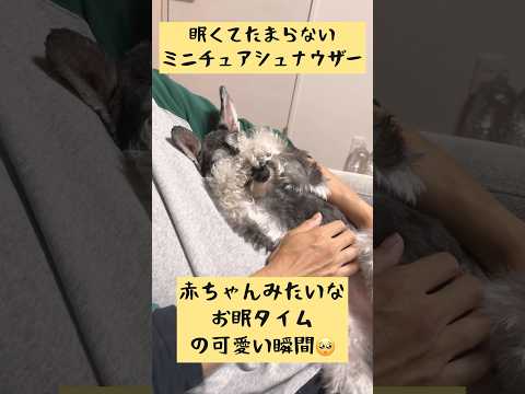 【ミニチュアシュナウザー】眠くてたまらない赤ちゃんみたいな仕草が可愛すぎる犬 #shorts #ミニチュアシュナウザー #ミニシュナ #子犬 #可愛い犬