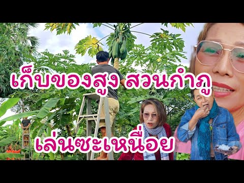 เก็บของสูงบ้านสวนกำภู เพกา มะละกอ เล่นเอาเหนื่อย #บ้านสวนกำภูEp1212