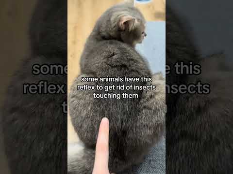 Skin Twitch explained #cat #kitty #kitten