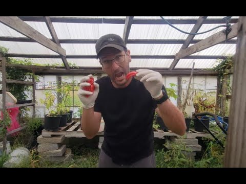 Harvesting Swanky Hot Peppers