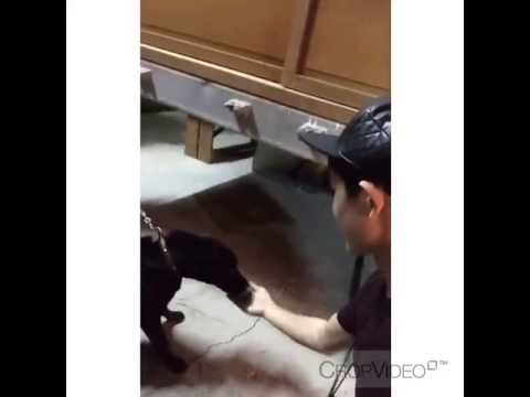 20150515 敖犬Facebook更新:「小黑是我的新朋友」